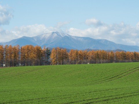 カラマツの紅葉真っ盛り・・中札内村11月の農村風景