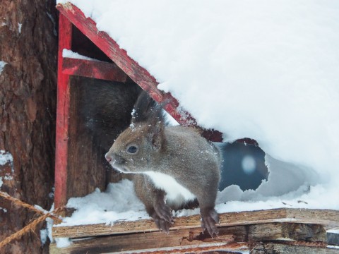 今シーズン初めてのドカ雪で・・雪まみれのエゾリス君!