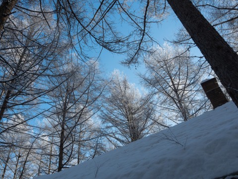 美しい朝の光景～カラマツのてっぺんが霧氷に～