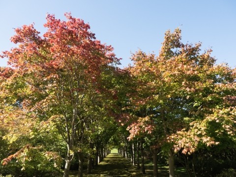 今年は少し遅い?六花亭アートビレッジの紅葉が色づき始めました。