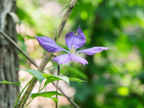 カンタベリーの庭にひっそりと咲く2種類の”クレマチス”
