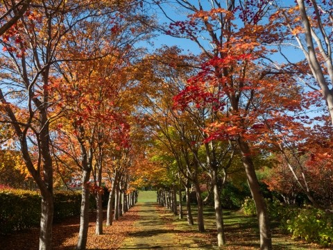 中札内美術村(六花亭アートビレッジ)の紅葉は素晴らしいです。