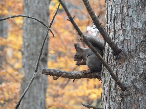 絶景のカラマツ紅葉とエゾリス君、冬眠直前のシマリスさん。