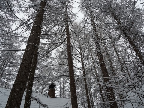 今年は雪が少ない中札内村・・今季最大の積雪になりました!