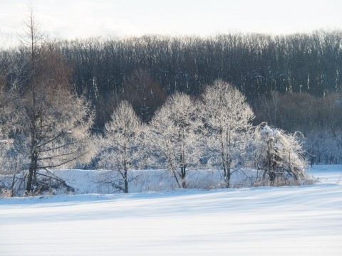 霧氷がきれいな季節、今年は「霧氷3兄弟」を発見しました。