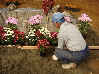 ホップ・ステップ・菊まつり！！