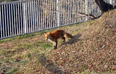 コンタが街にやってきた♪