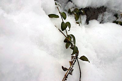 風雪に耐えて