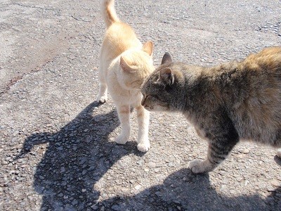 今日も日向ぼっこ