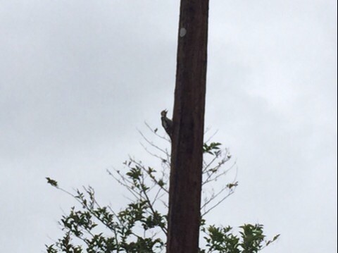 鳴かぬなら鳴くまで待とうキツツキ