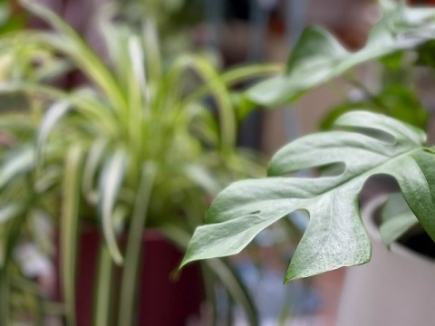 各種観葉植物ありますよ!