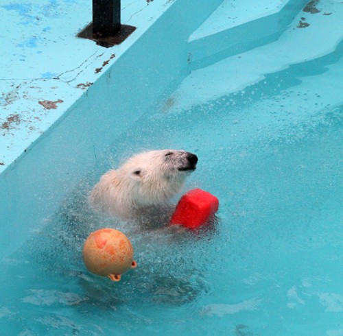 おびひろ動物園　アイラ最新画像5/3