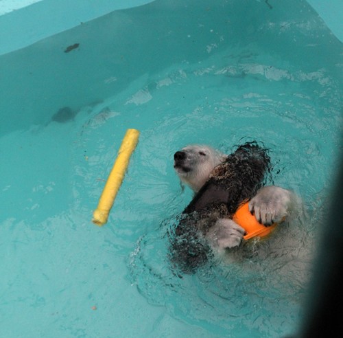 おびひろ動物園　イコロ最新画像5/3