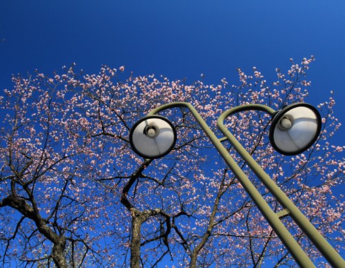 週末への序章　開花状況最新画像