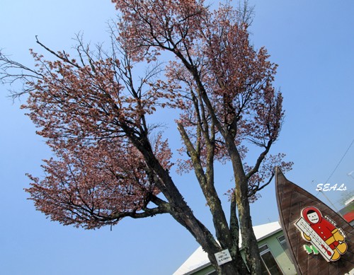 桜チェイスドライブ 陸別へ