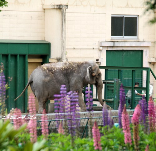 おびひろ動物園　ナナさん最新画像