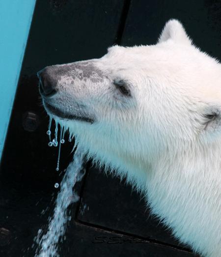 おびひろ動物園 アイラと流滴