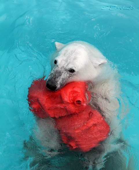 おびひろ動物園 アイラのポリタンが増えた