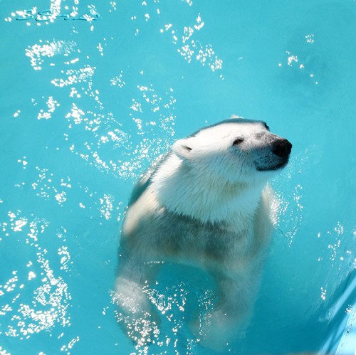 おびひろ動物園 アイラ 晴天の水遊び