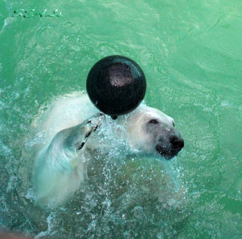 おびひろ動物園　イコロ最新画像 7/1