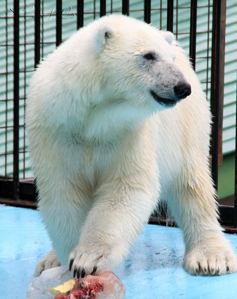 おびひろ動物園 アイラ近況画像