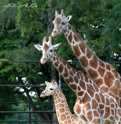 おびひろ動物園 キリンファミリー 近況画像