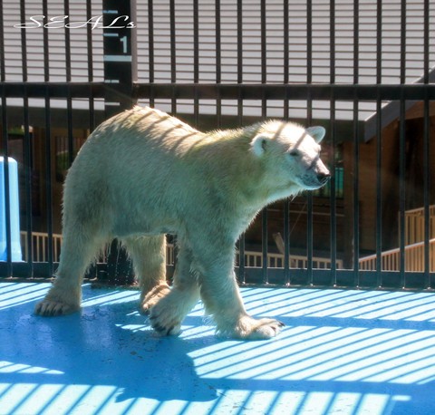 おびひろ動物園 アイラ 近況画像　August-2