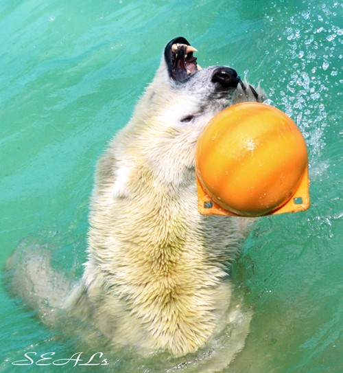 おびひろ動物園 イコロ 8月のバトルモード