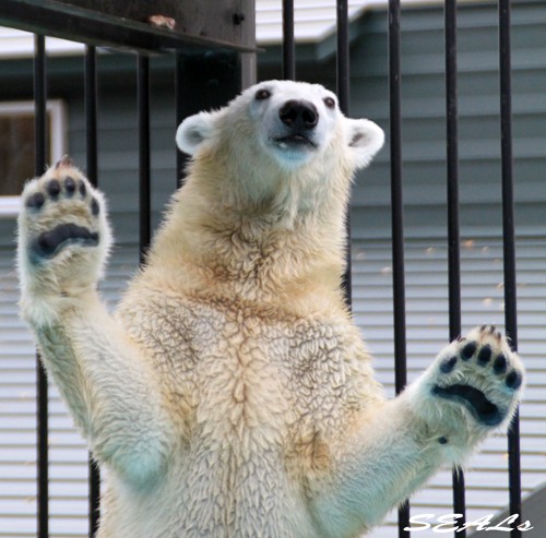 おびひろ動物園 10月のアイラ