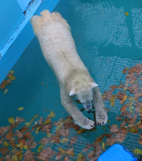 おびひろ動物園 11月のアイラ