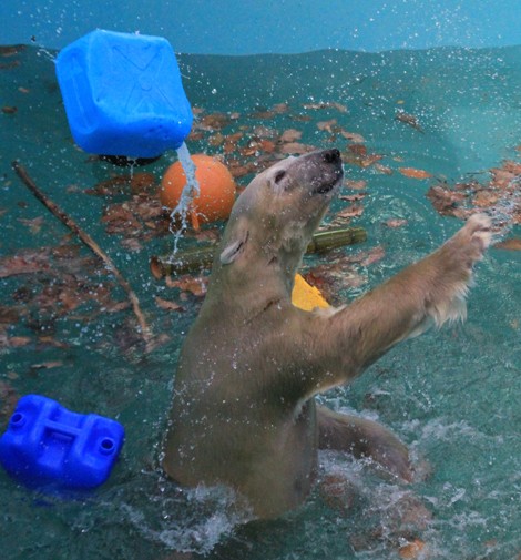 おびひろ動物園 11月のイコロ