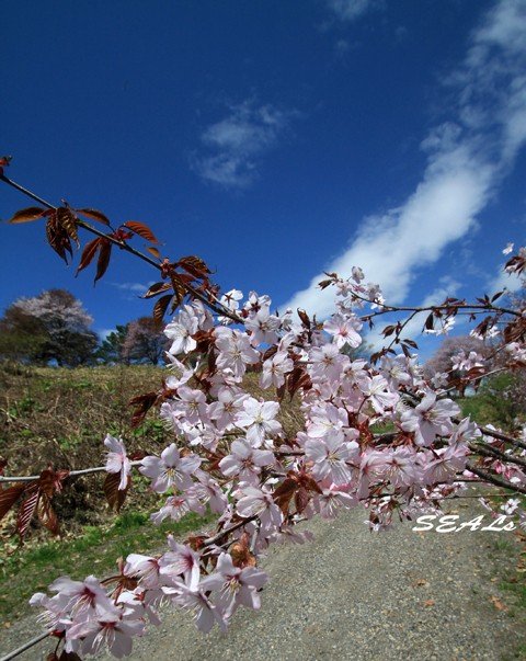 桜 五月の 空に咲く　2012