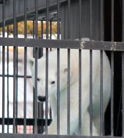 おびひろ動物園 イコロとアイラ 4/21