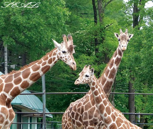 おびひろ動物園 キリンファミリーの近況