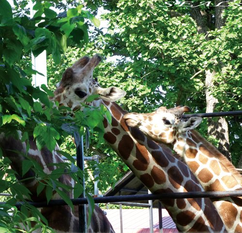 おびひろ動物園 キリンファミリーの近況 2013/6/30