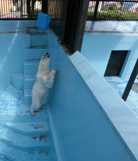 おびひろ動物園 アイラのポリタンサーブ　予告編　7/14