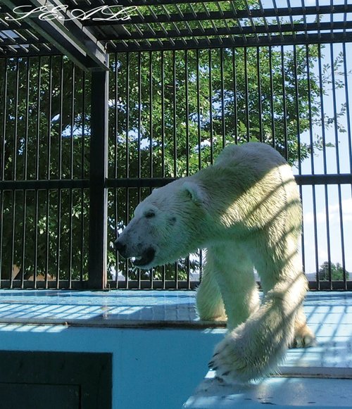 おびひろ動物園 イコロとアイラ　9/22