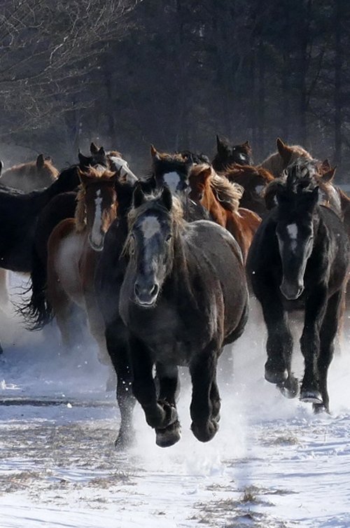 十勝牧場 馬追い運動　最新