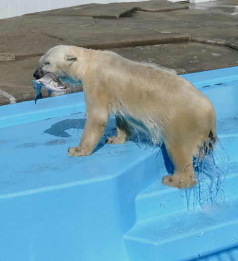 釧路市動物園 ツヨシ&ミルク