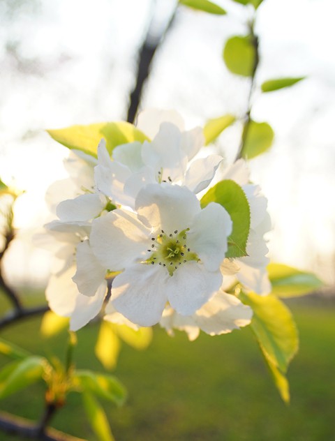 蝦夷の子林檎の花