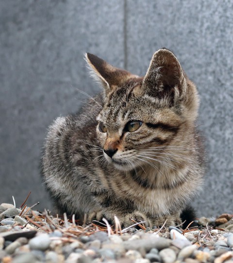 お墓参りで見かけた仔猫