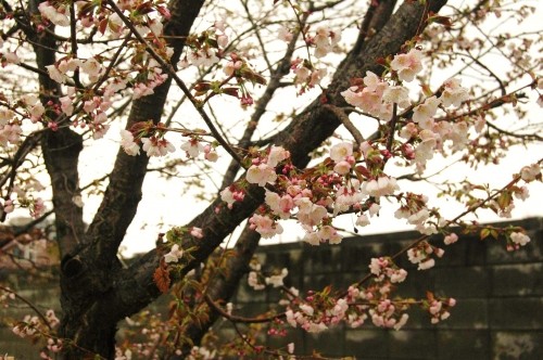 桜の花見つけた～！そして～こどもの日♪