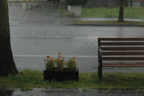 雨・・・お散歩に行けないビスは・・