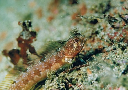 涼しい海の中から・・ひょうきん顔のお魚・・『コケギンポ』