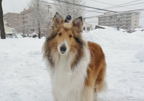 看板犬ビスの困りごと・・・・・。