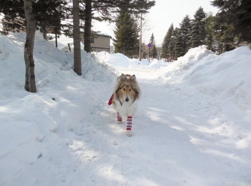 看板犬ビスのおしゃれ？！