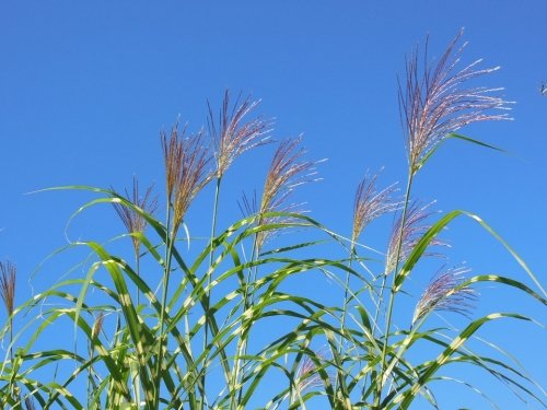 快晴の秋空♪