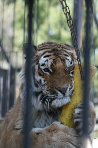 2009　帯広動物園　開園！