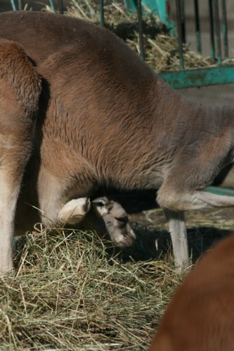 顔を出した　あかちゃん　カンガルー