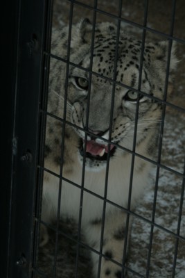 円山動物園　09.5.2　ユキヒョウ　誕生！